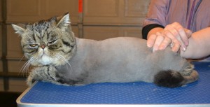 Tiger is an Exotic Persian. He had his fur shaved down, nails clipped,ears cleaned and a wash n blow dry.