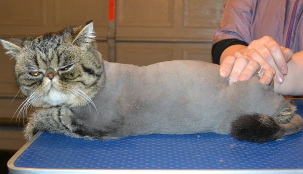 Tiger is an Exotic Persian. He had his fur shaved down, nails clipped,ears cleaned and a wash n blow dry.