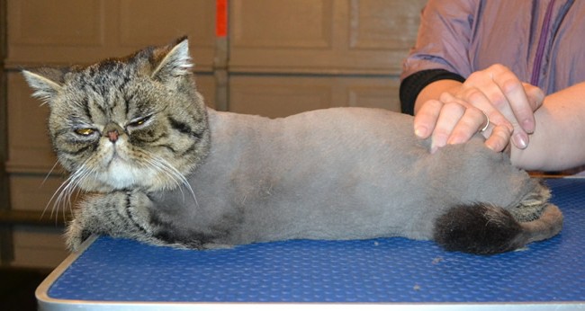 Tiger is an Exotic Persian. He had his fur shaved down, nails clipped,ears cleaned and a wash n blow dry.