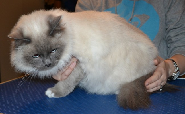 Tiffany is a Birman. She had her fur shaved down, nails clipped and ears cleaned.