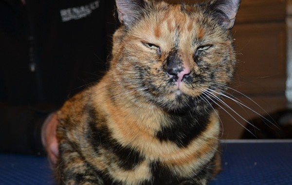Peanut is a Short hair Domestic. She came in for Some Glitter Purple Softpaw nail caps.
