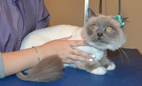 Tiffany is a Birman. She had her fur shaved down, nails clipped and ears cleaned.