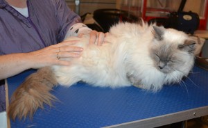 Pipa is a Ragdoll. She had her matted fur shaved down, nails clipped and ears cleaned.