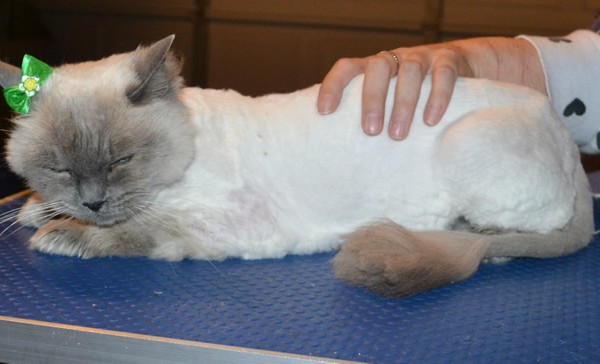 Pipa is a Ragdoll. She had her matted fur shaved down, nails clipped and ears cleaned.