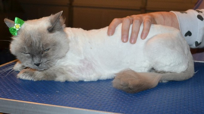 Pipa is a Ragdoll. She had her matted fur shaved down, nails clipped and ears cleaned.