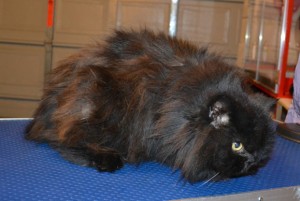 Muffin is a Persian. She had her matted fur shaved down, nails clipped and ears and eyes cleaned.