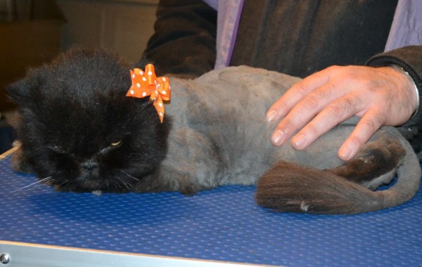 Muffin is a Persian. She had her matted fur shaved down, nails clipped and ears and eyes cleaned.