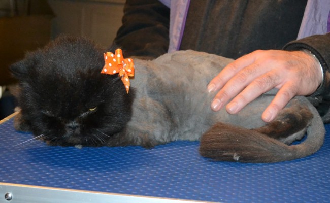 Muffin is a Persian. She had her matted fur shaved down, nails clipped and ears and eyes cleaned.