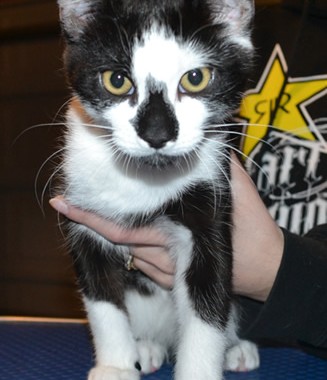 Sylvester is a Medium hair Domestic. He came in for some Black Softpaw nail caps.