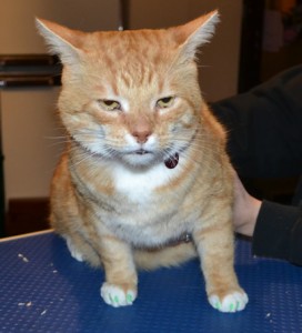Spike is a Short hair Domestic. He came in for some Green Softpaw nail caps.