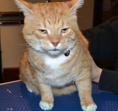 Spike is a Short hair Domestic. He came in for some Green Softpaw nail caps.