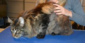 Wilson is a Mainecoon. . He had his fur shaved off, nails clipped and ears cleaned.
