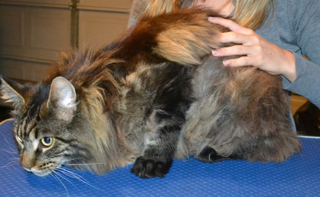 Wilson is a Mainecoon. . He had his fur shaved off, nails clipped and ears cleaned.