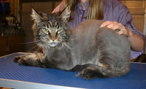 Wilson is a Mainecoon. . He had his fur shaved off, nails clipped and ears cleaned.