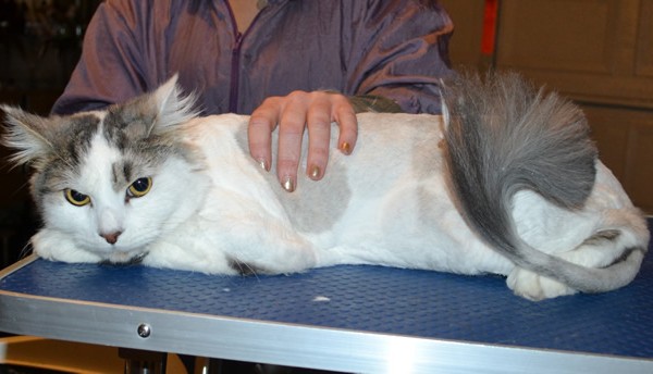 Bruce Lee is a Medium hair Domestic. He had his fur shaved off, nails clipped and ears cleaned.