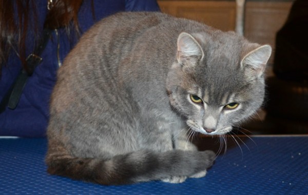 Dan is a British short hair x. He had his nails clipped, ears cleaned and a wash n blow dry.