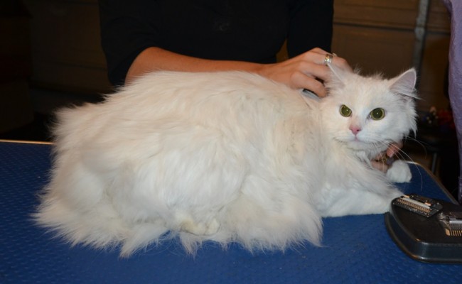 Khalessi is a Long Hair Domestic. She had her matted fur shaved down, nails clipped, ears cleaned and a wash n blow dry.