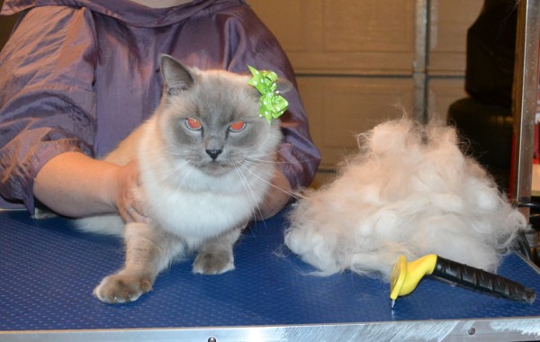 Preeti is a Ragdoll. She had her fur raked, nails clipped and ears cleaned.