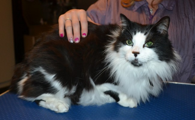 Asherly is a Long Hair Domestic.  She had her matted fur shaved down, and nails clipped. She  was a feisty one, hence the after pic taken at his home