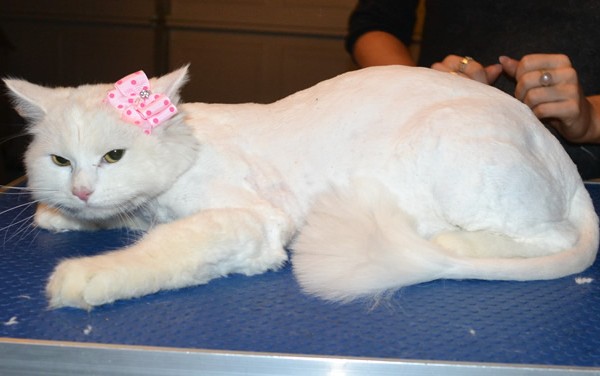 Khalessi is a Long Hair Domestic. She had her matted fur shaved down, nails clipped, ears cleaned and a wash n blow dry.