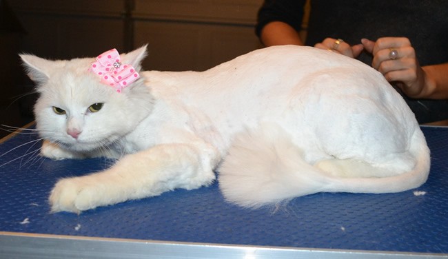 Khalessi is a Long Hair Domestic. She had her matted fur shaved down, nails clipped, ears cleaned and a wash n blow dry.