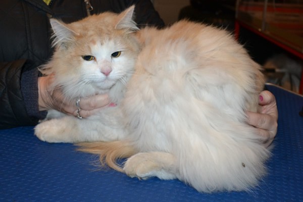 Harvey is a long to medium hair Domestic. He had his matted fur shaved down, nails clipped and ears cleaned.
