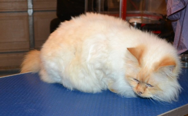 Bear is a 3 legged Birman. He had his matted fur shaved down, nails clipped and ears cleaned.