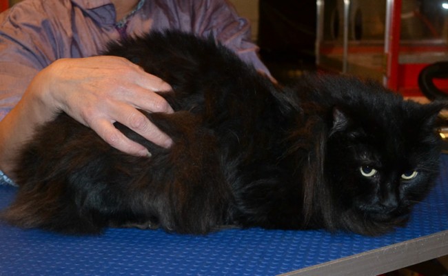 Dusty is a Long Hair Domestic. He had his matted fur shaved down, nails clipped and ears cleaned.