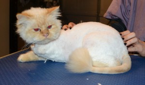Bear is a 3 legged Birman. He had his matted fur shaved down, nails clipped and ears cleaned.