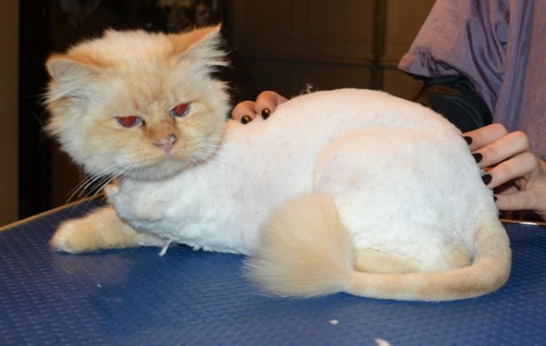 Bear is a 3 legged Birman. He had his matted fur shaved down, nails clipped and ears cleaned.