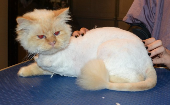 Bear is a 3 legged Birman. He had his matted fur shaved down, nails clipped and ears cleaned.