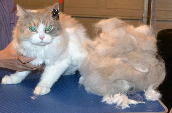 Darya is a Siberian. She had her matted fur shaved underneth, nails clipped, top of her hair raked and ears cleaned.