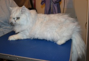 Aniston is a Chinchilla. She had her matted fur shaved down, nails clipped and ears cleaned.