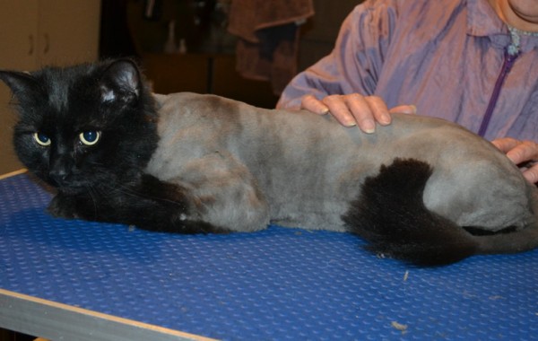 Dusty is a Long Hair Domestic. He had his matted fur shaved down, nails clipped and ears cleaned.