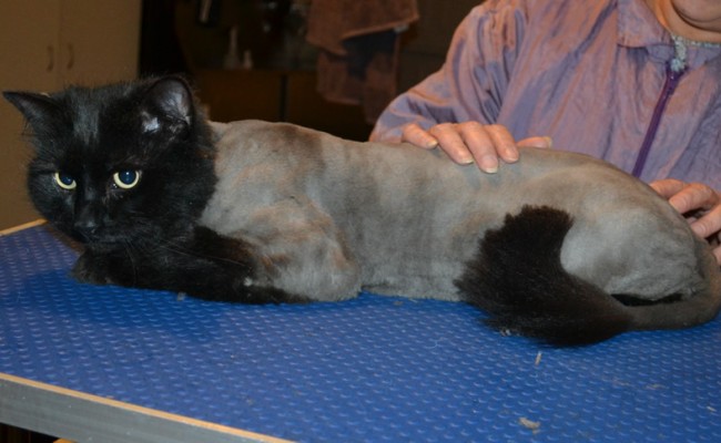 Dusty is a Long Hair Domestic. He had his matted fur shaved down, nails clipped and ears cleaned.