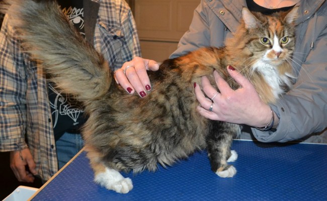 Waffles is a Long Hair Domestic. She had her matted fur shaved down, nails clipped and ears cleaned.