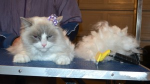 Kricket is a Ragdoll. She had her matted fur shaved underneth, nails clipped, top of her hair raked and ears cleaned.