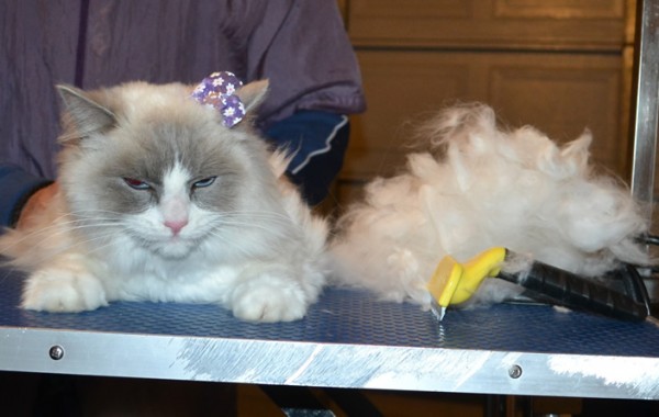Kricket is a Ragdoll. She had her matted fur shaved underneth, nails clipped, top of her hair raked and ears cleaned.