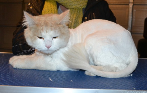 Harvey is a long to medium hair Domestic. He had his matted fur shaved down, nails clipped and ears cleaned.