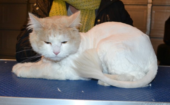 Harvey is a long to medium hair Domestic. He had his matted fur shaved down, nails clipped and ears cleaned.