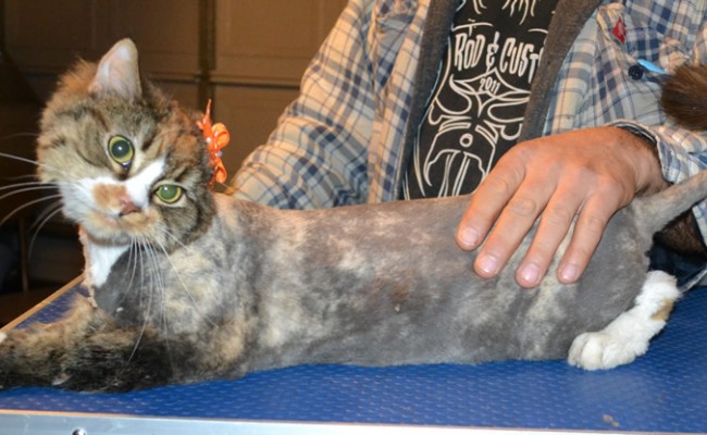 Waffles is a Long Hair Domestic. She had her matted fur shaved down, nails clipped and ears cleaned.