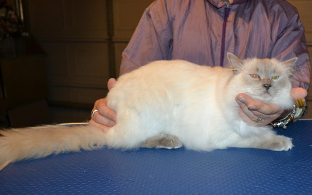 Aly is a Ragdoll. She had her fur shaved down, nails clipped and ears cleaned.