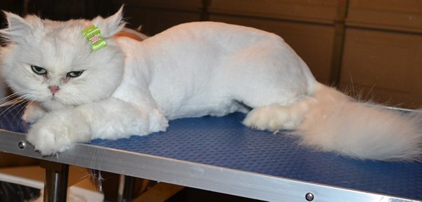 Aniston is a Chinchilla. She had her matted fur shaved down, nails clipped and ears cleaned.