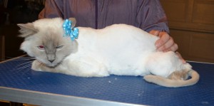 Aly is a Ragdoll. She had her fur shaved down, nails clipped and ears cleaned.