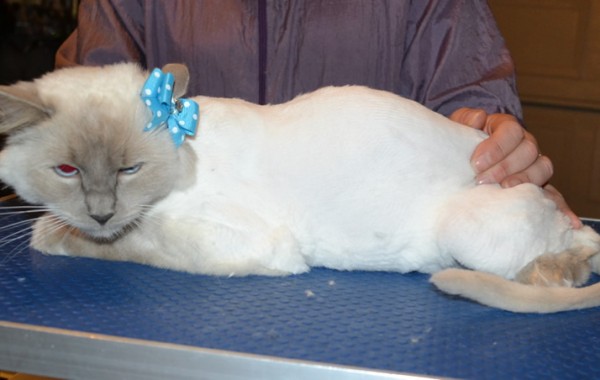 Aly is a Ragdoll. She had her fur shaved down, nails clipped and ears cleaned.