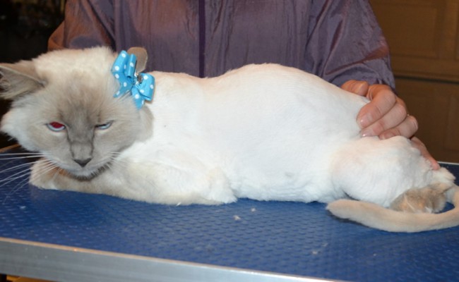 Aly is a Ragdoll. She had her fur shaved down, nails clipped and ears cleaned.