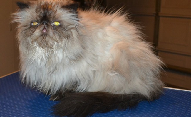 Jinxie is a Himalayan Persian. He had his matted fur shaved down, nails clipped, ears n eyes cleaned and a wash n blow dry.