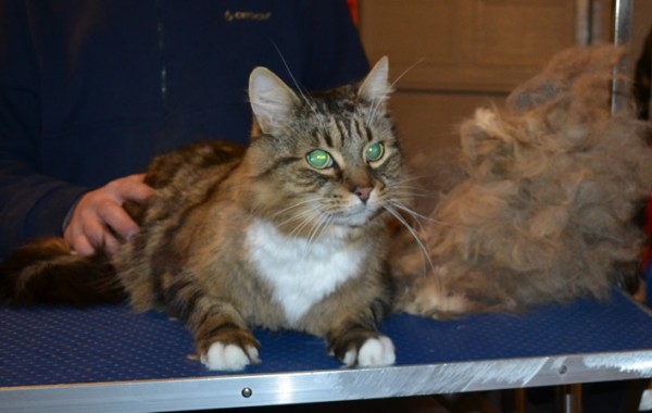 Micus is a Medium Hair Domestic. He had his under belly shaved, fur raked, ears cleaned and nails clipped.