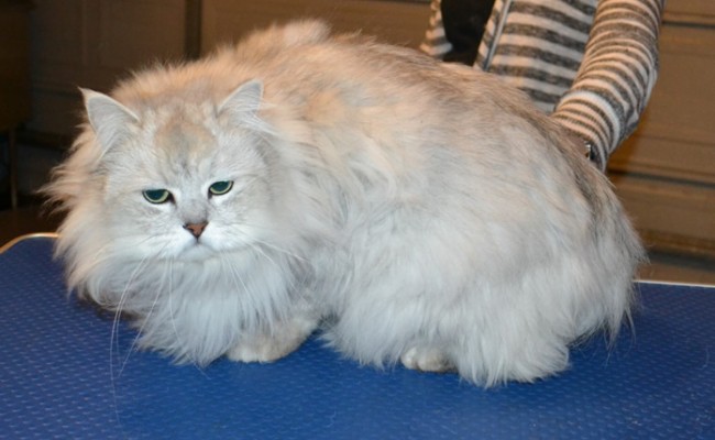 Fluffy is a Chinchilla. He had his matted fur shaved down, nails clipped and ears cleaned.