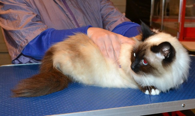 Mittens is a Birman. She had her fur shaved down, nails clipped and ears cleaned.